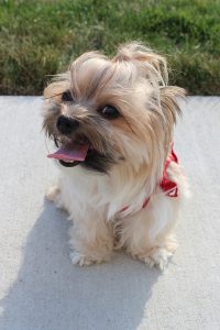 Pebbles