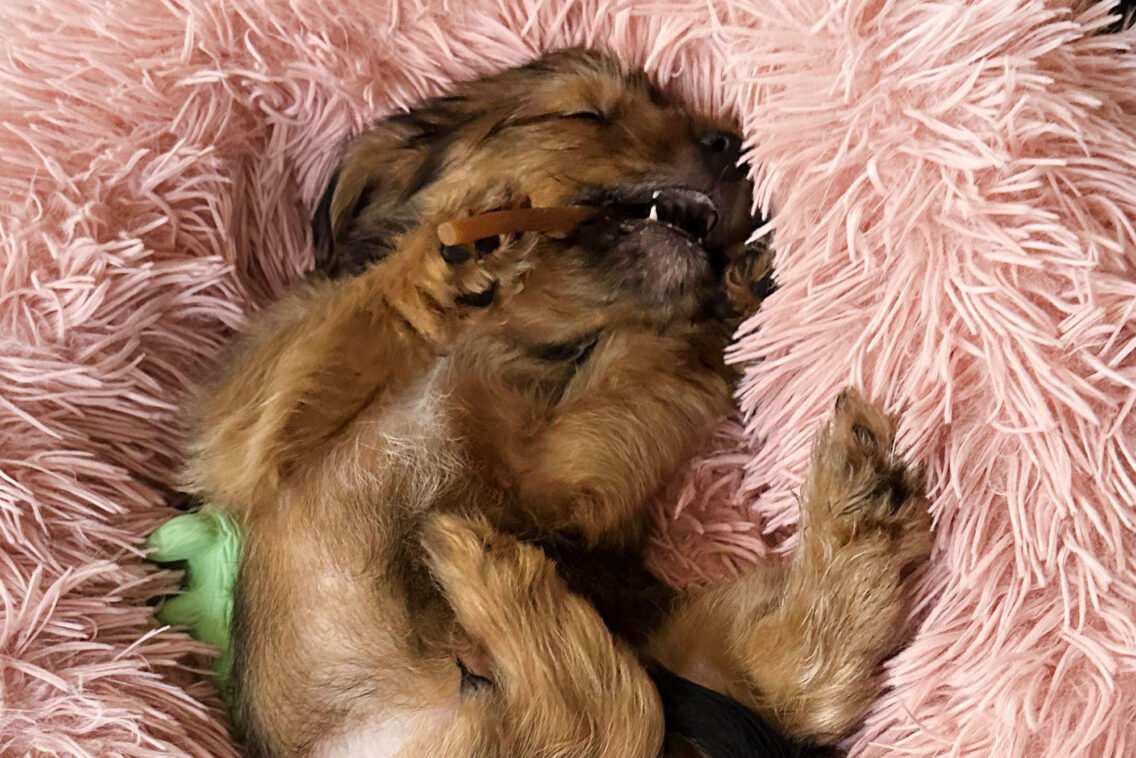 How Pets Can Help You Feel Relaxed