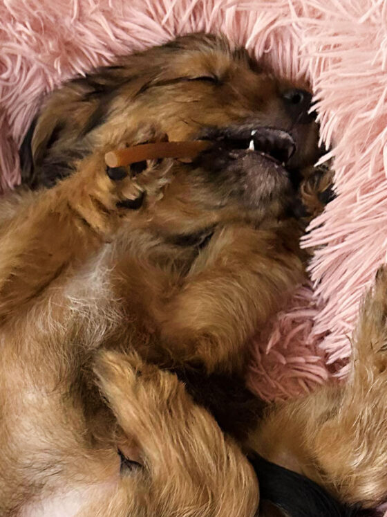 How Pets Can Help You Feel Relaxed