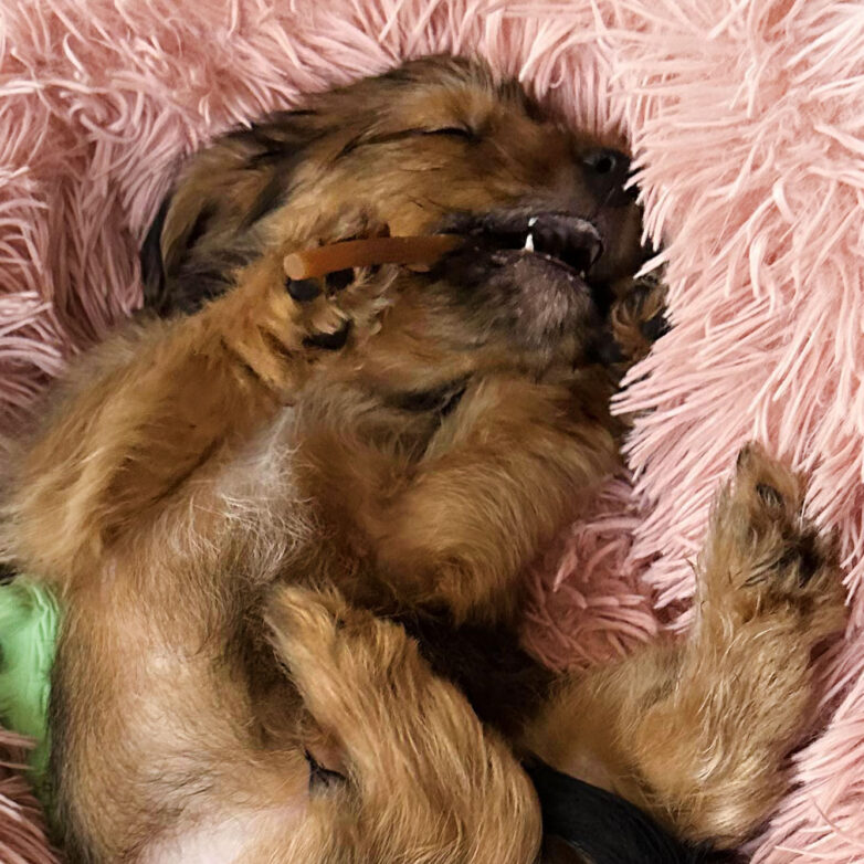 How Pets Can Help You Feel Relaxed