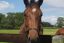 Relax and Unwind at Ocala Marion County (Central Fl)