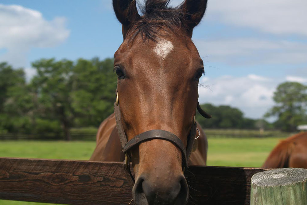 Relax and Unwind at Ocala Marion County (Central Fl)