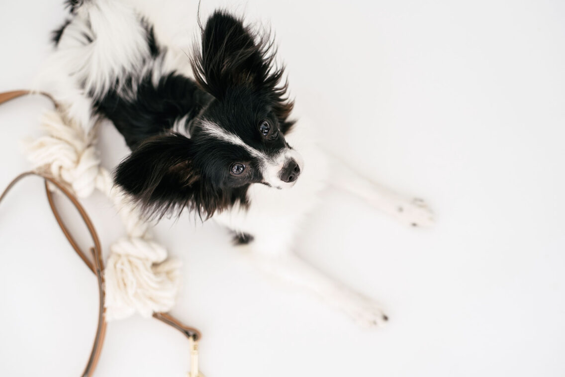 4 Things To Consider Before Getting A Pet