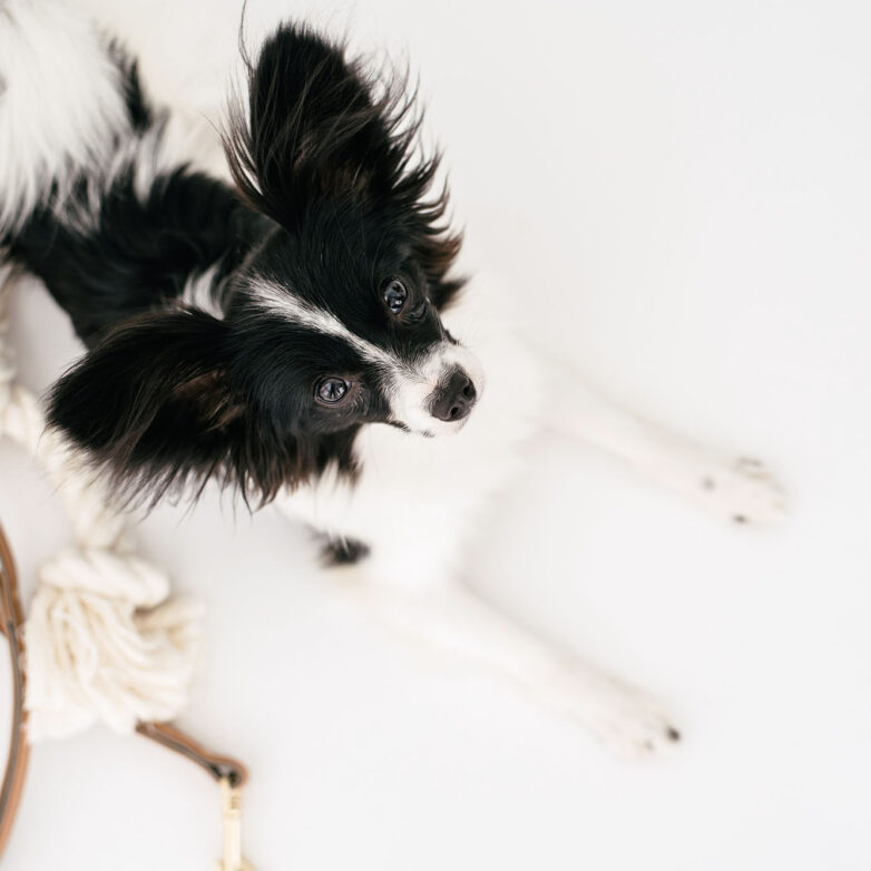 4 Things To Consider Before Getting A Pet