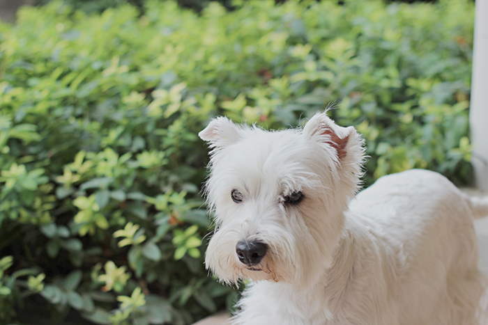 Angela Ricardo puppy pet dpg
