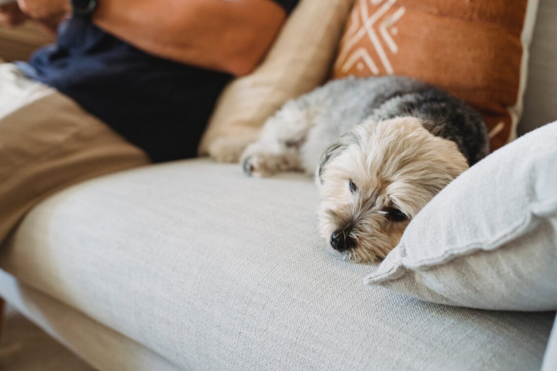 What Really Improves Your Pet’s Quality Of Life?