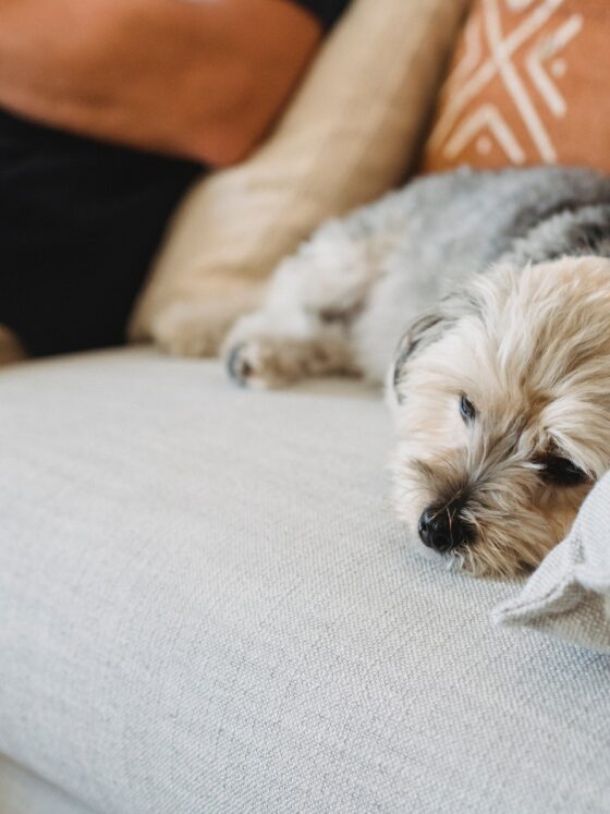 Tips & Advice For New Dog Owners