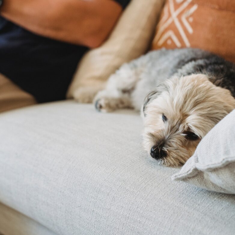 Tips & Advice For New Dog Owners