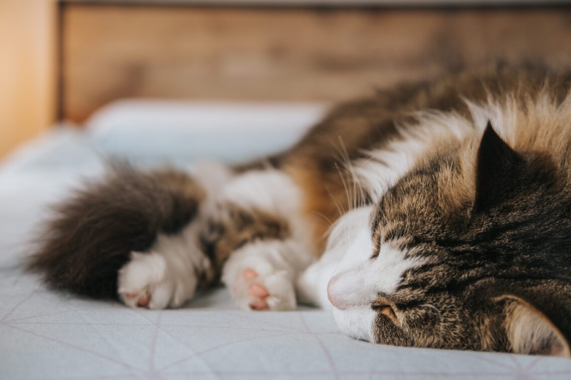 The Truth About Cats: Everything You Need to Know