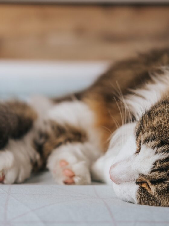 The Truth About Cats: Everything You Need to Know