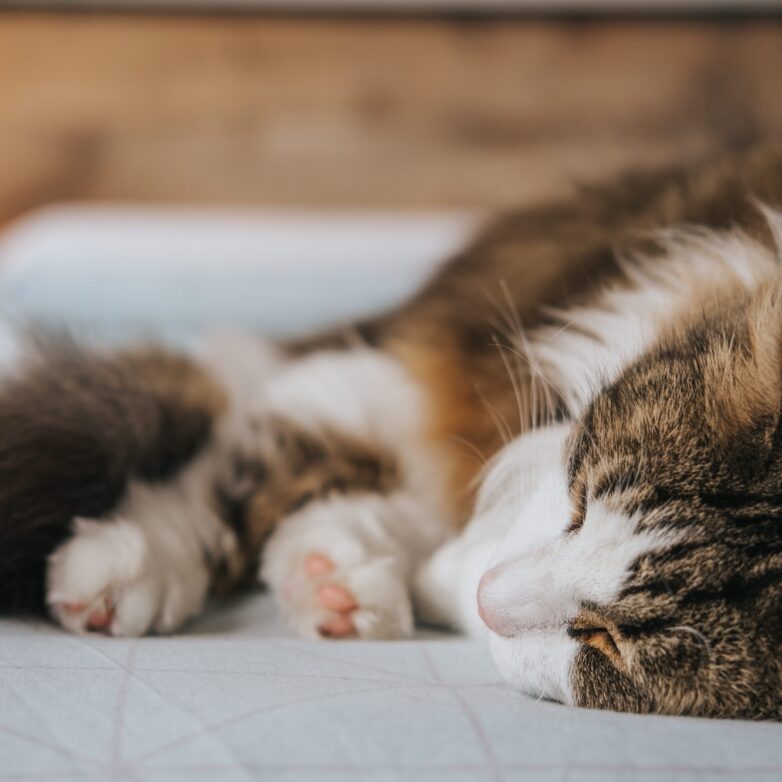 The Truth About Cats: Everything You Need to Know