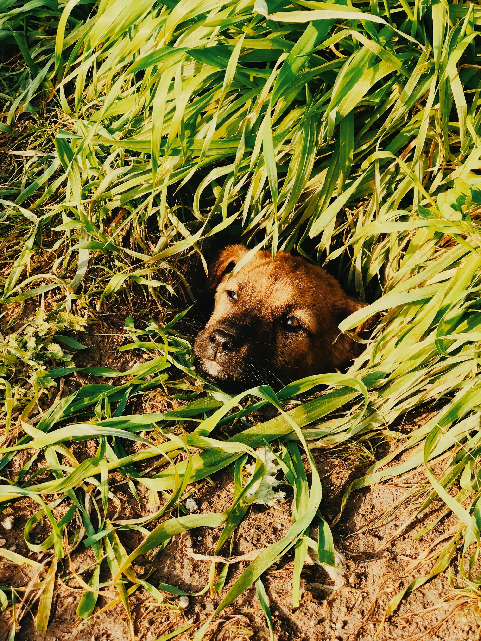paw, pet, animal, dog, pets