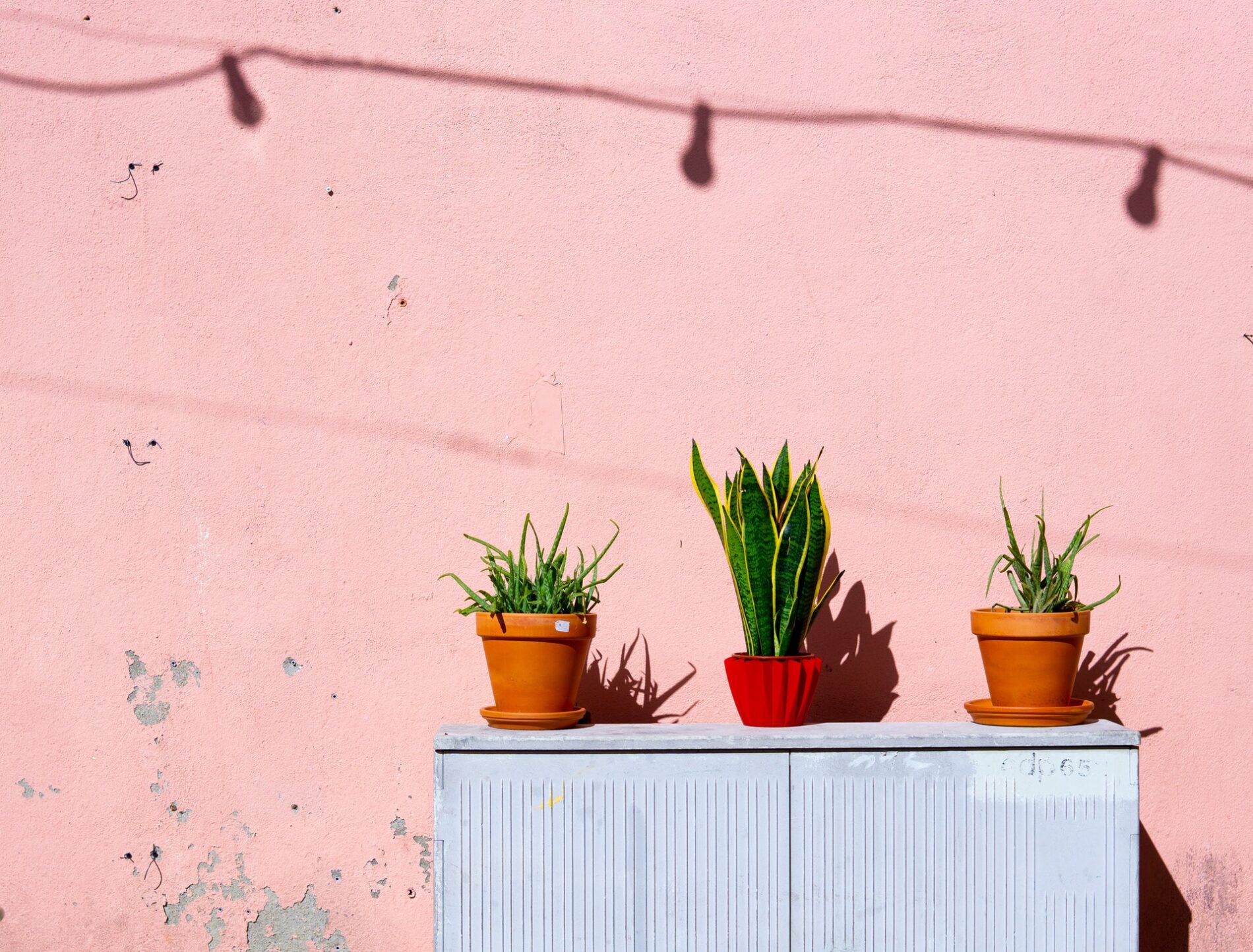 home decor, home interior, decor, plant