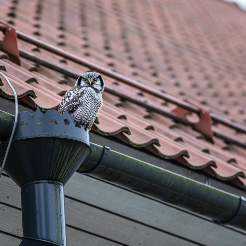 Enhance Your Roof And Boost Your Home’s Exterior With These 10 Ideas