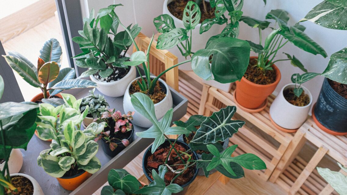 9 Tips on How to Upgrade Your Outdoor Area On a Budget