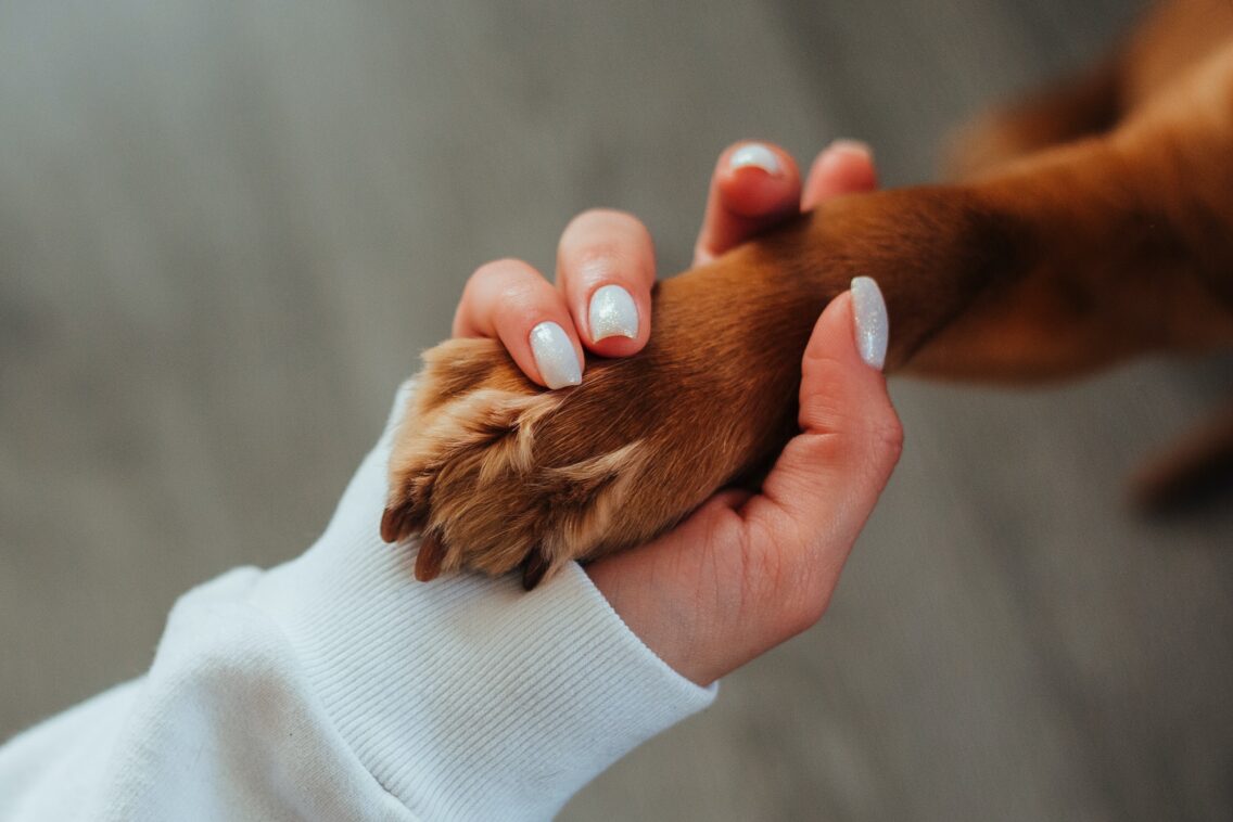 What Your Pet Needs When You’re Away