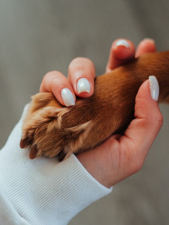 What Your Pet Needs When You’re Away