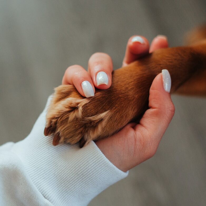 What Your Pet Needs When You’re Away