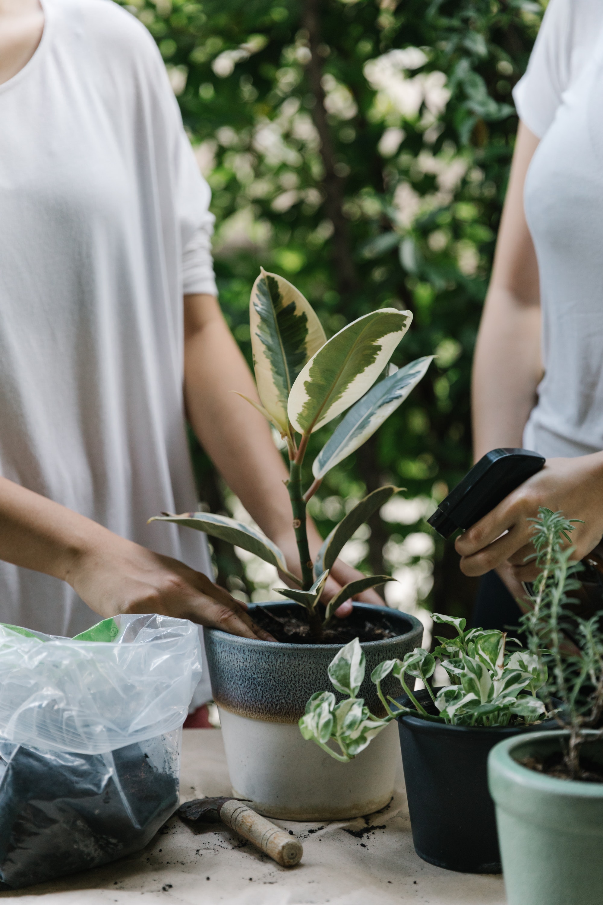 home decor, home interior, decor, plant