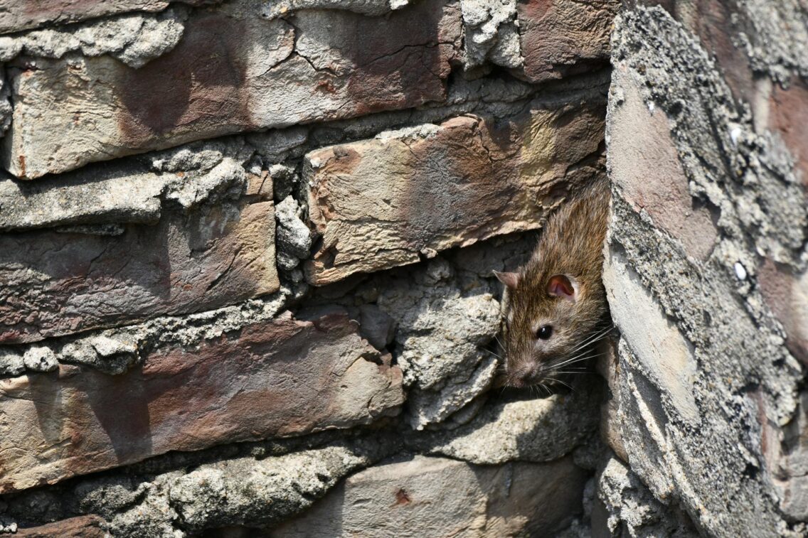 Top Tips for Effective Pest Control