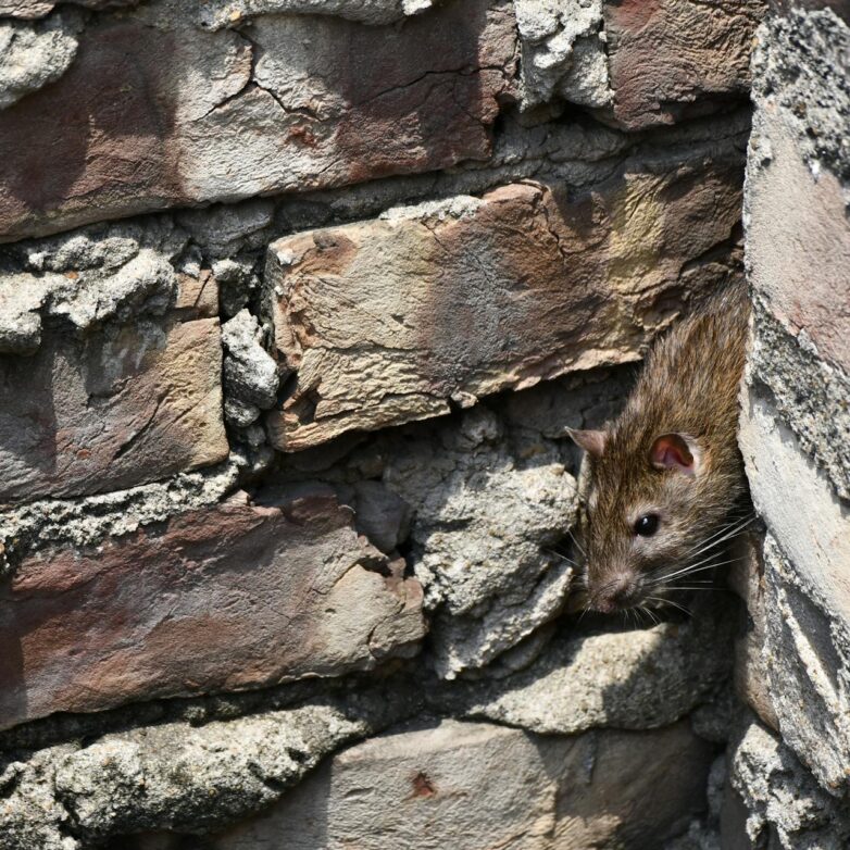 Top Tips for Effective Pest Control
