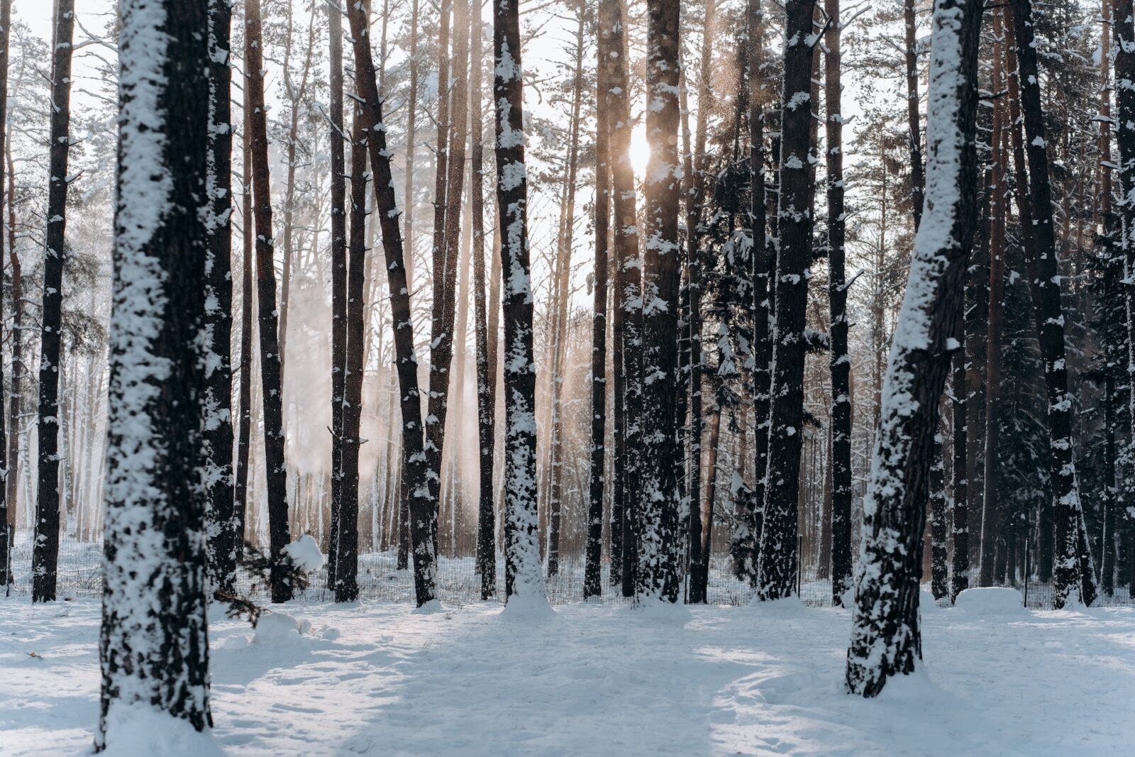 winter, cold weather, coffee