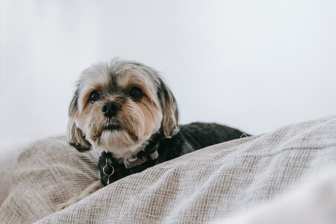 Four Tips for Caring For A Dog While You Work