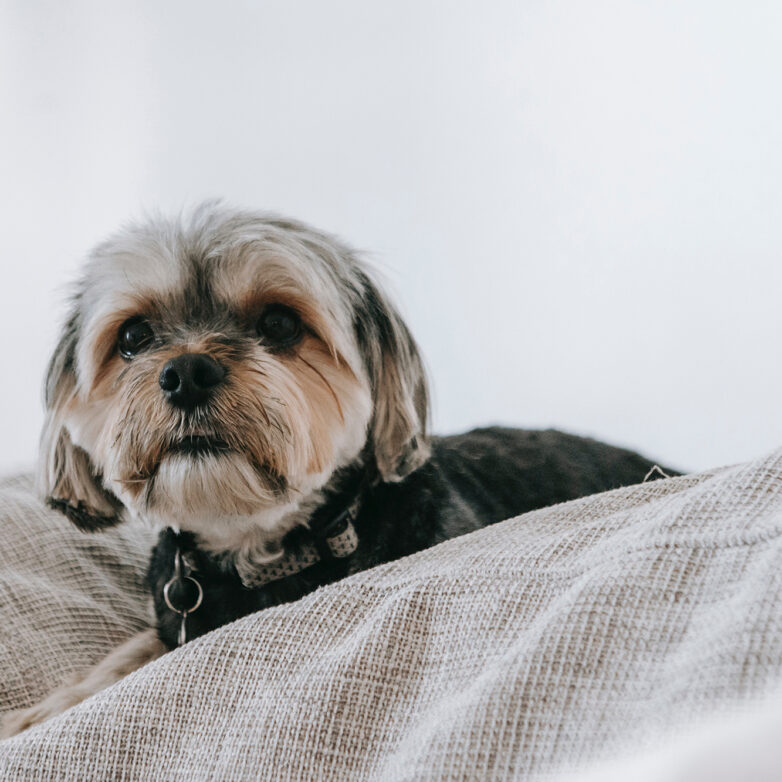 Four Tips for Caring For A Dog While You Work