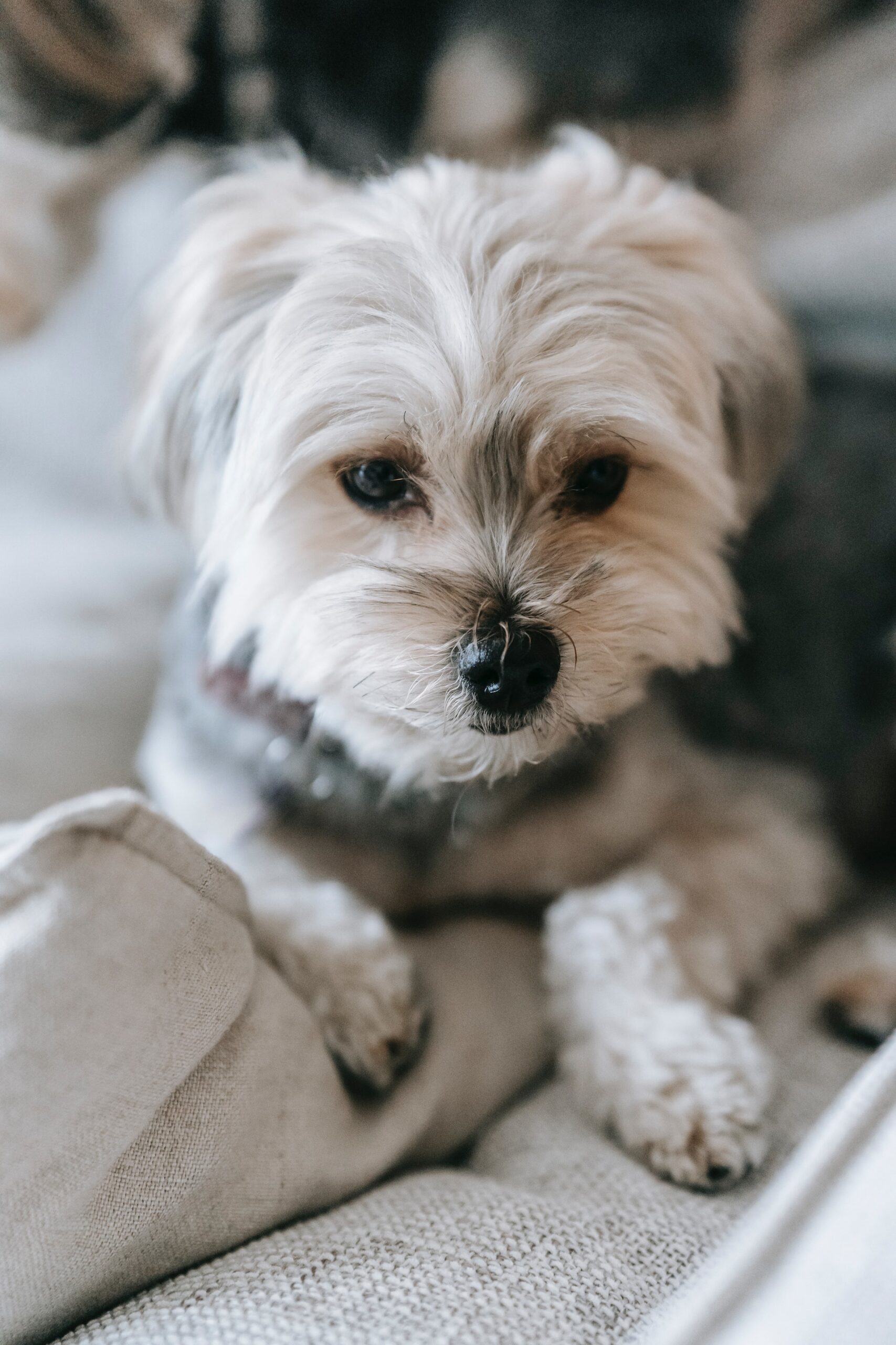 paw, pet, animal, dog, pets