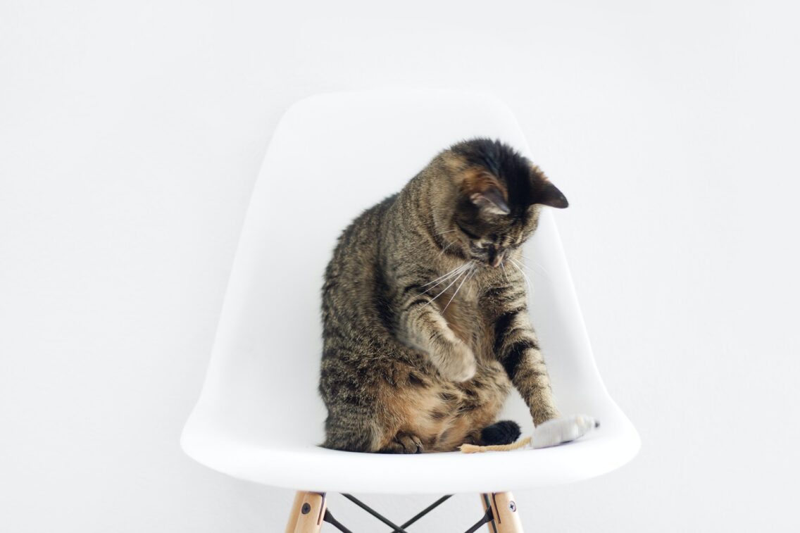 Take the Stress Out of Moving with a Cat