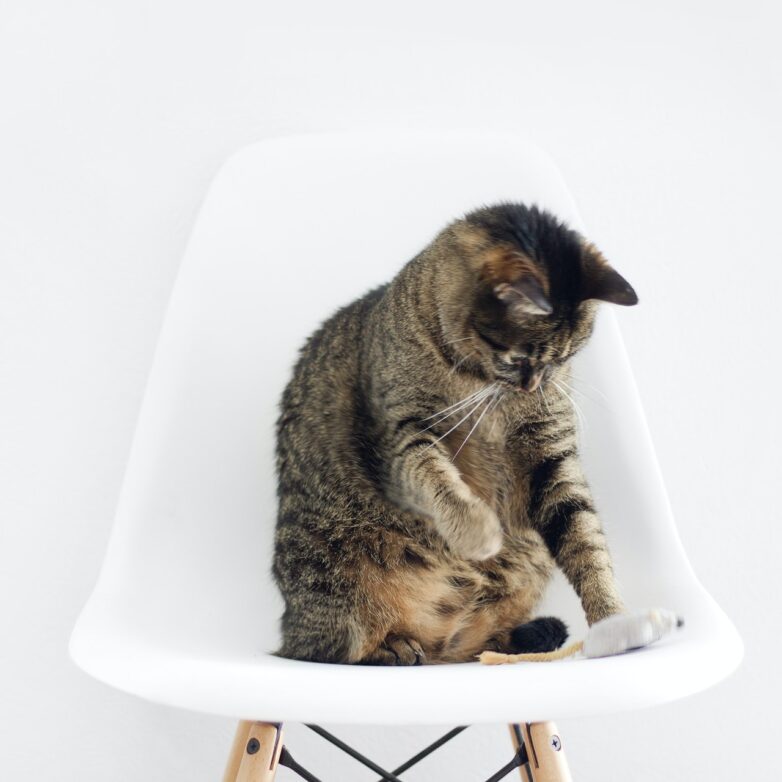 Take the Stress Out of Moving with a Cat