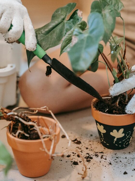 12 Gadgets For Your Garden