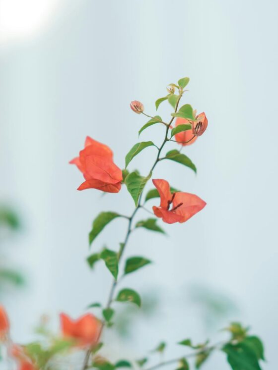 Taking Your Garden Design to the Next Level