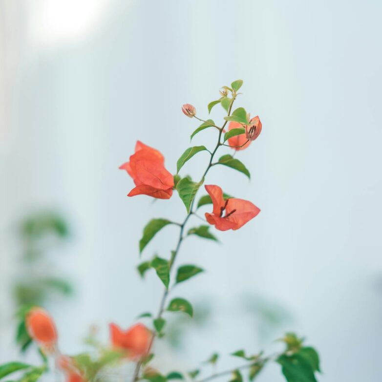 Taking Your Garden Design to the Next Level