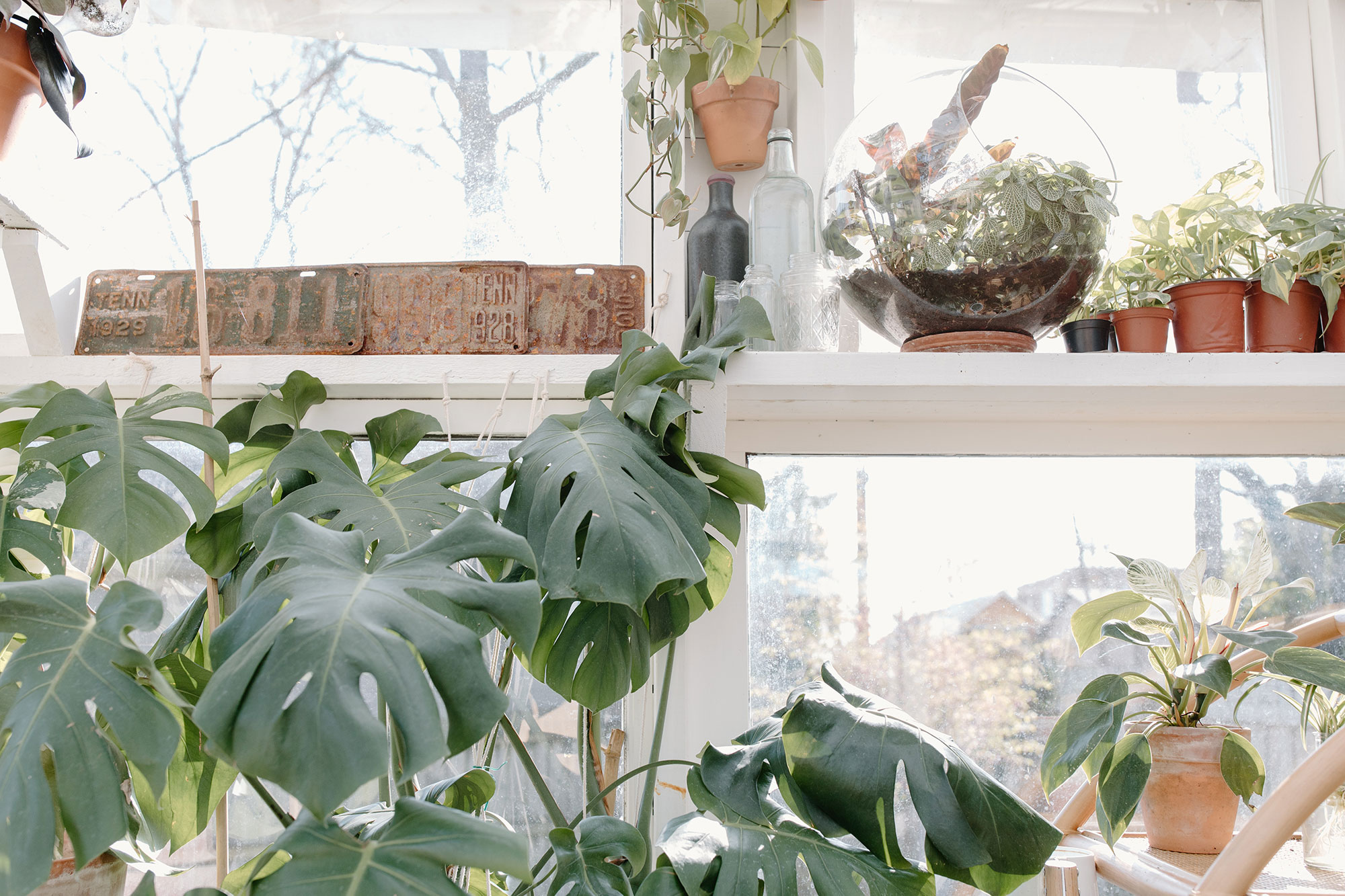 garden, gardening, backyard, plants