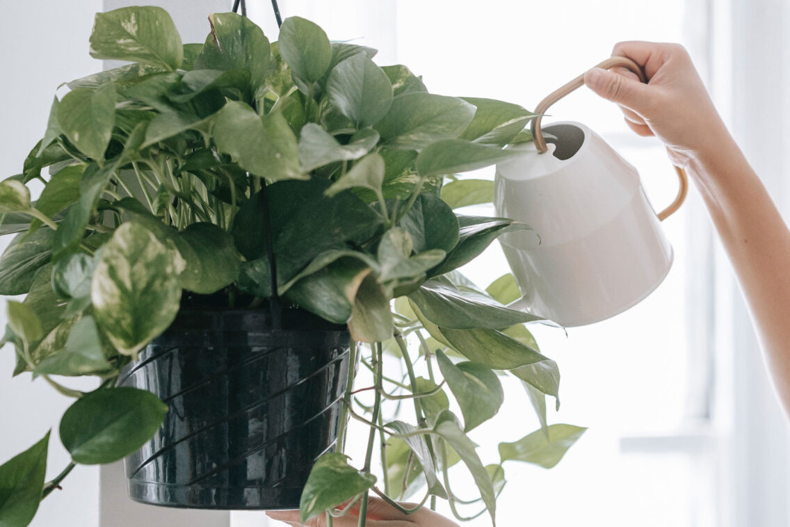 Bringing Nature Into Your Home