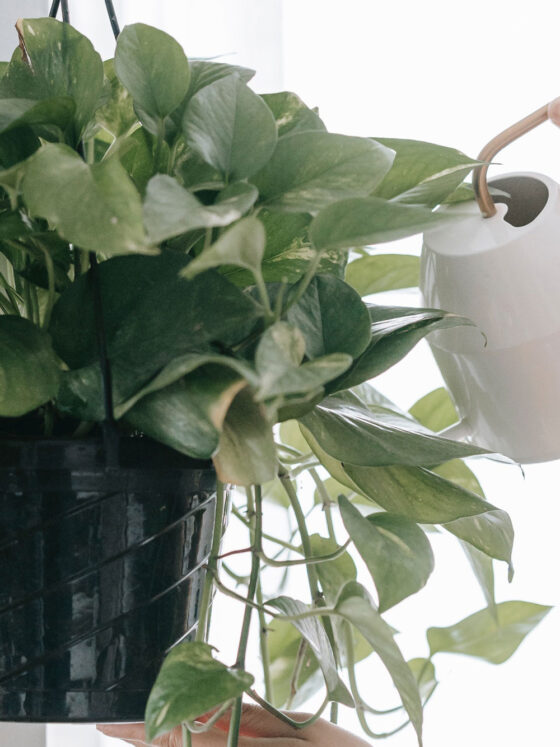 Bringing Nature Into Your Home