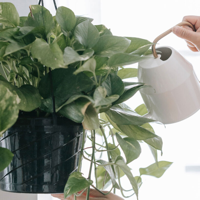 Bringing Nature Into Your Home