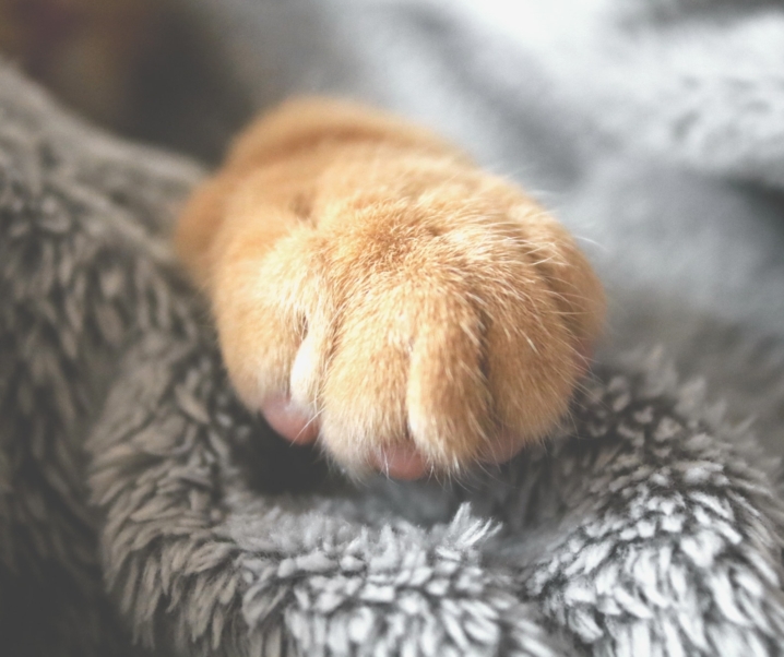 Coping With The Death of Your Pet Step By Step