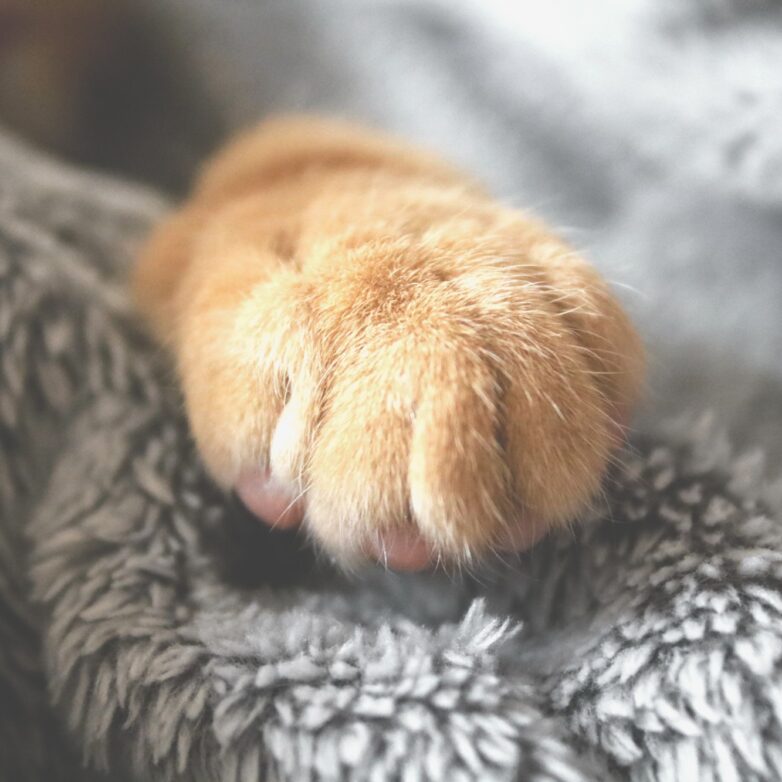 Coping With The Death of Your Pet Step By Step