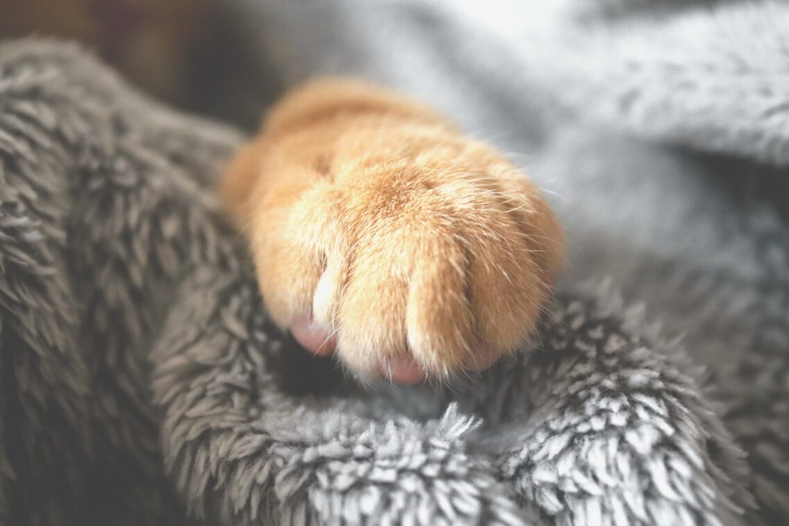 Getting a Pet Cat: Everything You Need to Know