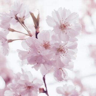 Easy Habanero Bacon Wrapped Shrimp Recipe and the LG Combination Double Wall Oven