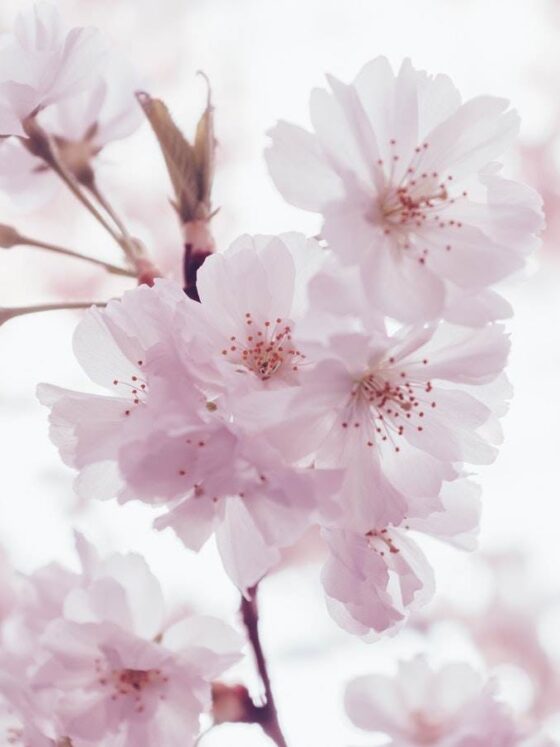 Cherry Blossom Season