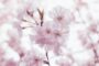Cherry Blossom Season