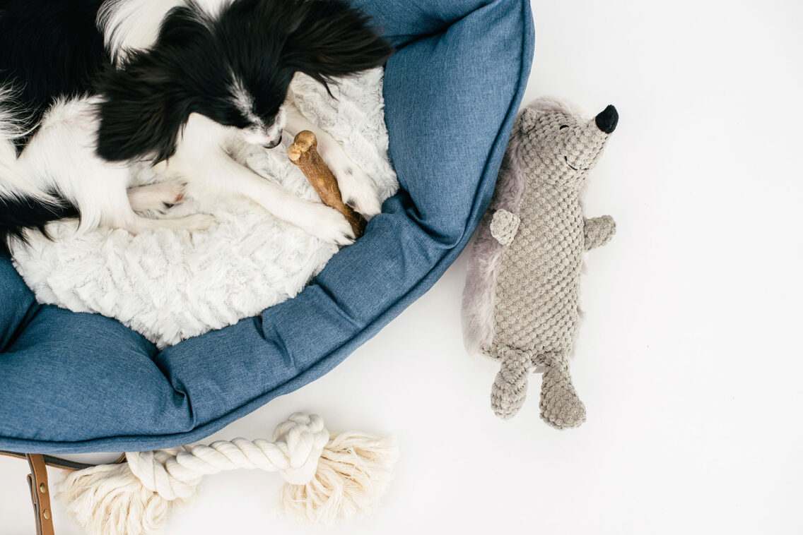 How to Care for Your Pet as a Busy Professional