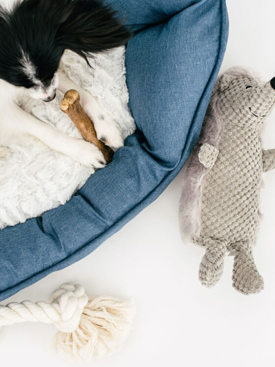 How to Care for Your Pet as a Busy Professional