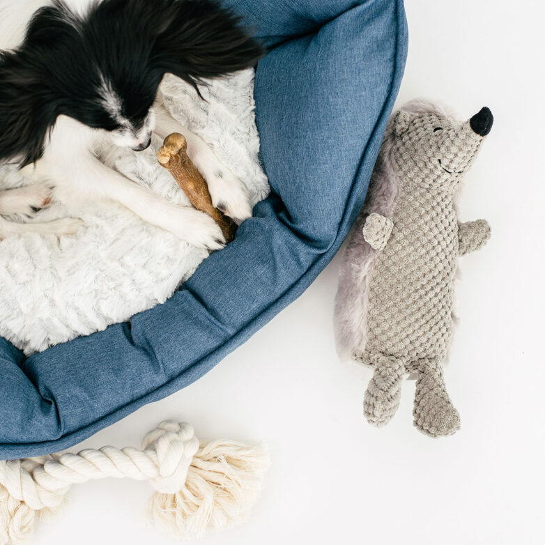 How to Care for Your Pet as a Busy Professional